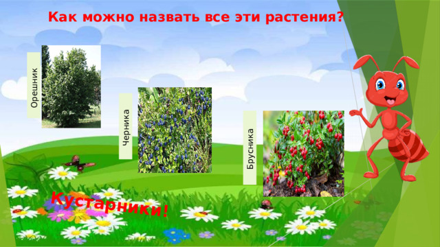 Орешник  Черника Кустарники! Брусника  Как можно назвать все эти растения? 