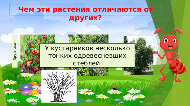 Брусника  Черника Орешник  Чем эти растения отличаются от других? У кустарников несколько тонких одревесневших стеблей 