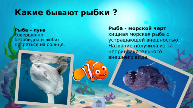 Какие бывают р ыбки ? Рыба - морской черт хищная морская рыба с устрашающей внешностью. Название получила из-за непривлекательного внешнего вида.  Рыба – луна совершенно безобидна и любит погреться на солнце. 