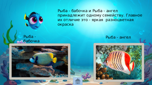 Рыба - бабочка и Рыба - ангел принадлежит одному семейству. Главное их отличие это - яркая разноцветная окраска Рыба - бабочка Рыба - ангел 