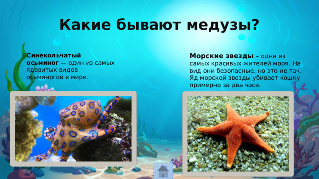 Какие бывают медузы? Синекольчатый осьминог  — один из самых ядовитых видов осьминогов в мире. Морские звезды – одни из самых красивых жителей моря. На вид они безопасные, но это не так. Яд морской звезды убивает кошку примерно за два часа. 