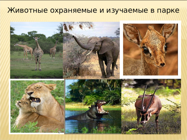Животные охраняемые и изучаемые в парке 