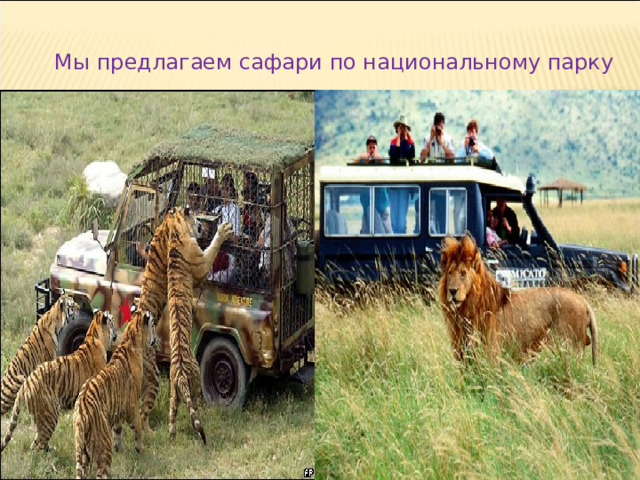 Мы предлагаем сафари по национальному парку 