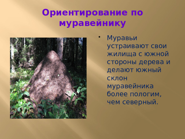 Ориентирование по муравейнику Муравьи устраивают свои жилища с южной стороны дерева и делают южный склон муравейника более пологим, чем северный. 