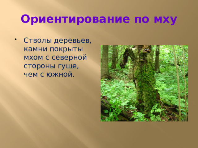 Ориентирование по мху Стволы деревьев, камни покрыты мхом с северной стороны гуще, чем с южной. 