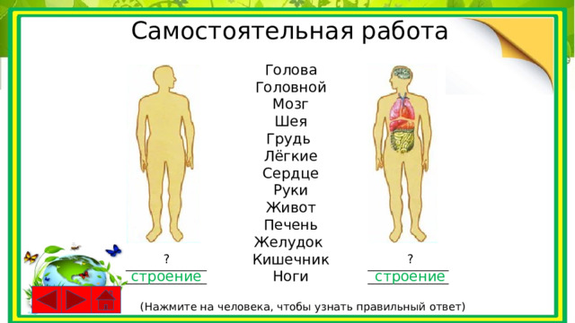 Самостоятельная работа Голова Головной Мозг Шея Грудь Лёгкие Сердце Руки Живот Печень Желудок Кишечник Ноги ? ? ______________________________ ______________________________ строение строение (Нажмите на человека, чтобы узнать правильный ответ) 