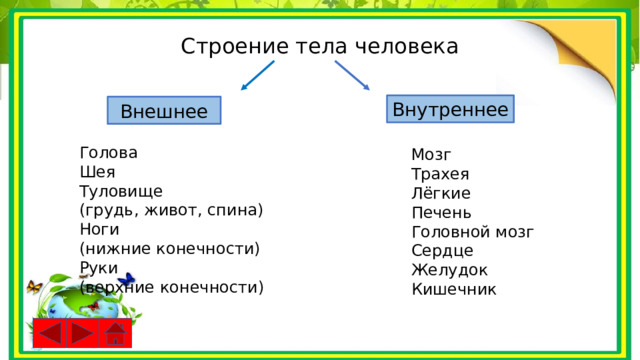 Строение тела человека Внутреннее Внешнее Голова Шея Туловище (грудь, живот, спина) Ноги (нижние конечности) Руки (верхние конечности) Мозг Трахея Лёгкие Печень Головной мозг Сердце Желудок Кишечник 