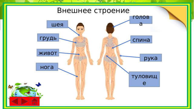 Внешнее строение голова шея грудь спина живот рука нога туловище 