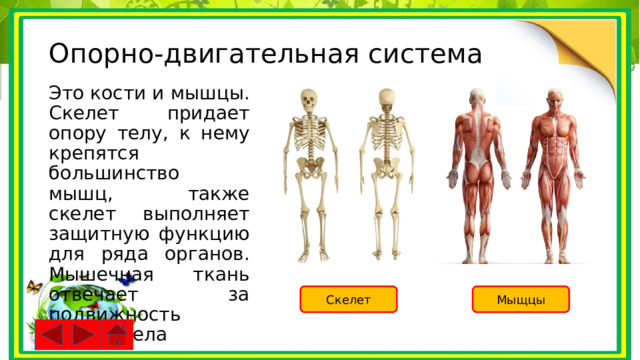 Опорно-двигательная система Это кости и мышцы. Скелет придает опору телу, к нему крепятся большинство мышц, также скелет выполняет защитную функцию для ряда органов. Мышечная ткань отвечает за подвижность частей тела Скелет Мыщцы 