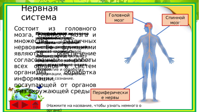 Нервная система Головной мозг Спинной мозг Состоит из головного мозга, спинного мозга и множества различных нервов. Ее функциями являются обеспечение согласованной работы всех органов и систем организма, обработка информации, поступающей от органов и из окружающей среды Спинной мозг человека — часть центральной нервной системы, расположенная в позвоночном канале. Внешне похож на трубку или шнур, от которого идут ответвления в виде нервов. Головной мозг человека — главный орган центральной нервной системы, расположенный в полости черепа. Он отвечает за контроль и координацию работы всего организма, обеспечивает восприятие и обработку информации, мышление, память и сознание. Периферическая нервная система человека — условно выделяемая часть нервной системы, находящаяся за пределами головного и спинного мозга. Периферические нервы (Нажмите на название, чтобы узнать немного о органе) 