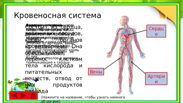 Кровеносная система Артерия человека — кровеносный сосуд, по которому кровь течёт от сердца к органам и тканям. Вена — кровеносный сосуд, по которому кровь движется от органов и тканей к сердцу. В отличие от артерий, вены не разносят кровь к органам, а собирают её от них. Сердце человека — это конусообразный полый мышечный орган, который обеспечивает постоянное движение крови по сосудам. Это своеобразный насос, который перекачивает кровь из впадающих в него венозных стволов в артерии, примыкающие к сердцу. Состоит из сердца, различных сосудов, крови, органов кроветворения. Она обеспечивает перенос клеткам тела кислорода и питательных веществ, отвод от них продуктов распада Сердце Вены Артерии (Нажмите на название, чтобы узнать немного об органе) 