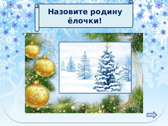Назовите родину ёлочки! ЛЕС 