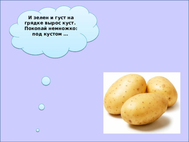 И зелен и густ на грядке вырос куст.  Покопай немножко: под кустом … 