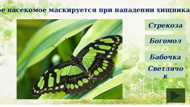 Какое насекомое маскируется при нападении хищника? Стрекоза Богомол Бабочка Светлячок 