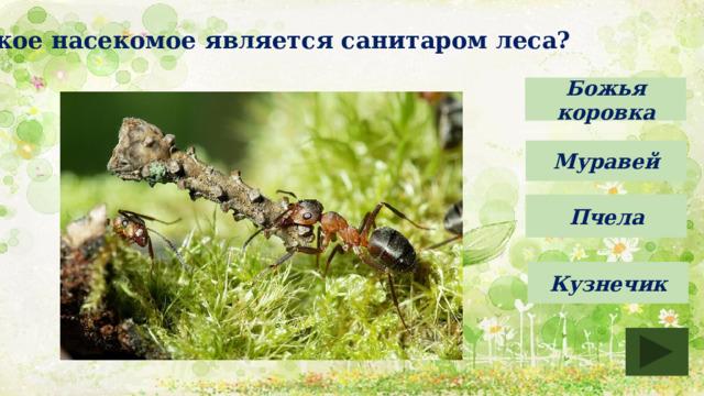Какое насекомое является санитаром леса? Божья коровка Муравей Пчела Кузнечик 