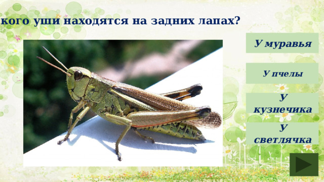 У кого уши находятся на задних лапах? У муравья У пчелы У кузнечика У светлячка 