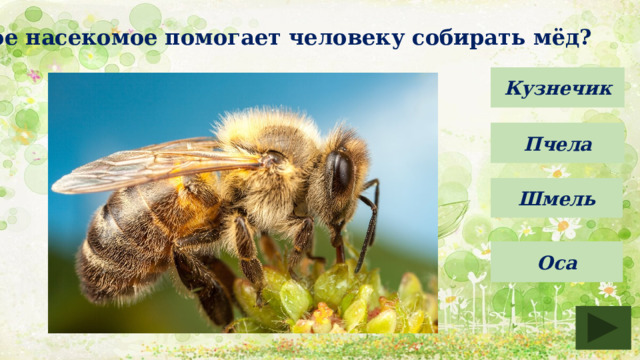Какое насекомое помогает человеку собирать мёд? Кузнечик Пчела Шмель Оса 
