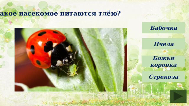Какое насекомое питаются тлёю? Бабочка Пчела Божья коровка Стрекоза 