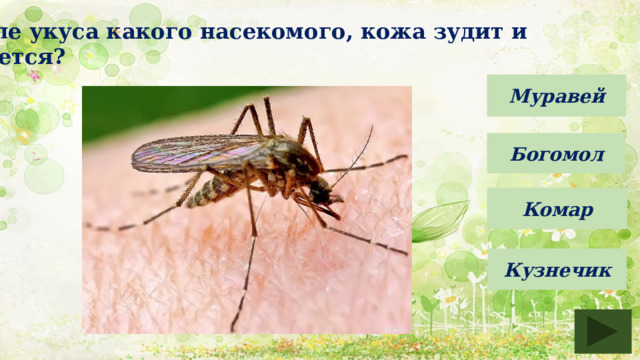 После укуса какого насекомого, кожа зудит и чешется? Муравей Богомол Комар Кузнечик 