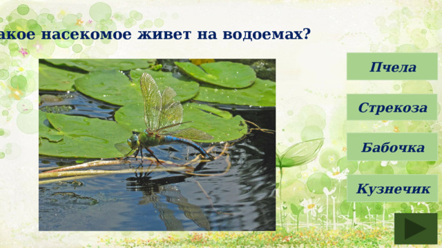 Какое насекомое живет на водоемах? Пчела Стрекоза Бабочка Кузнечик 