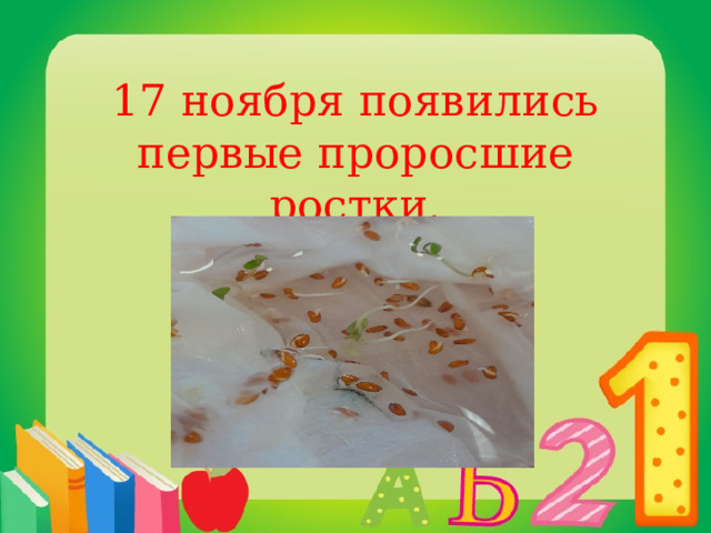 17 ноября появились первые проросшие ростки. 