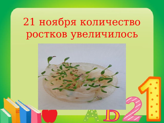 21 ноября количество ростков увеличилось 
