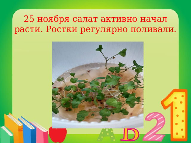25 ноября салат активно начал расти. Ростки регулярно поливали. 