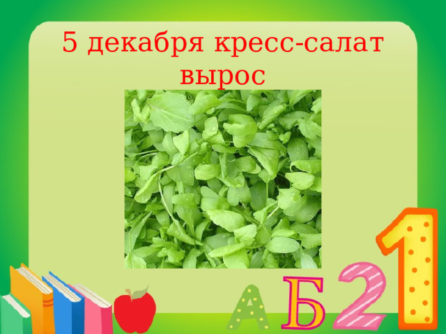 5 декабря кресс-салат вырос 