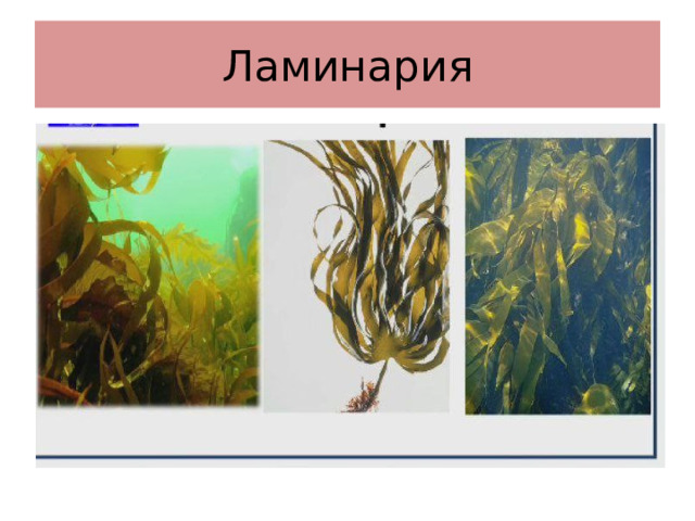 Ламинария 