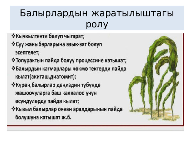 Балырлардын жаратылыштагы ролу 