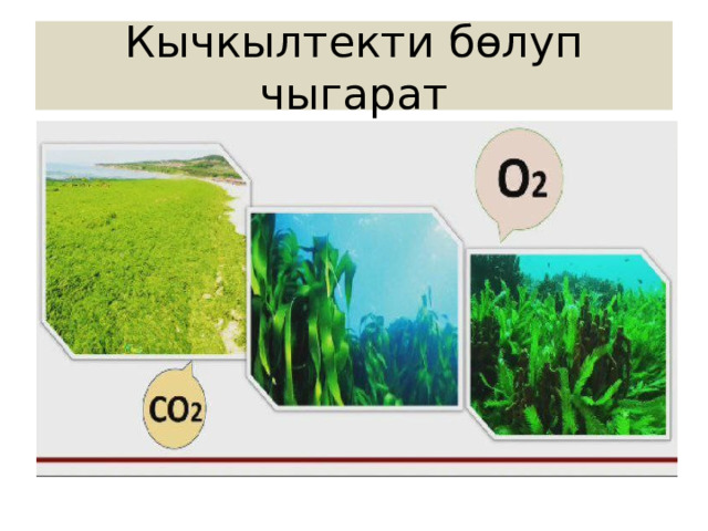 Кычкылтекти бөлуп чыгарат 