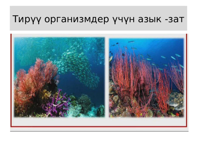 Тирүү организмдер үчүн азык -зат 