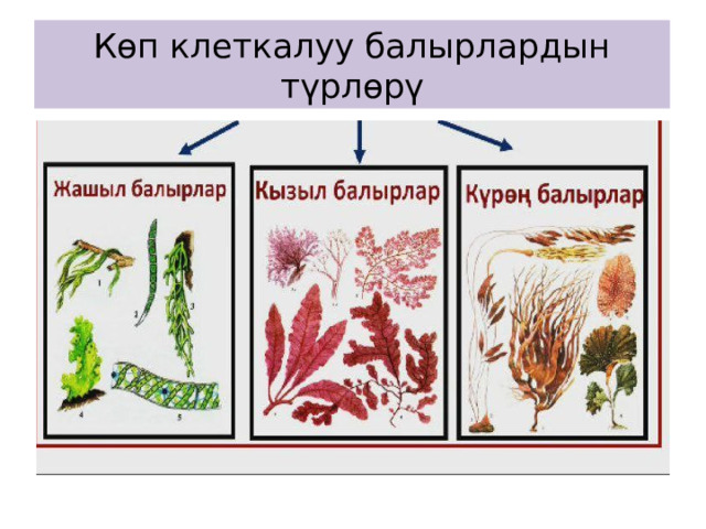 Көп клеткалуу балырлардын түрлөрү 