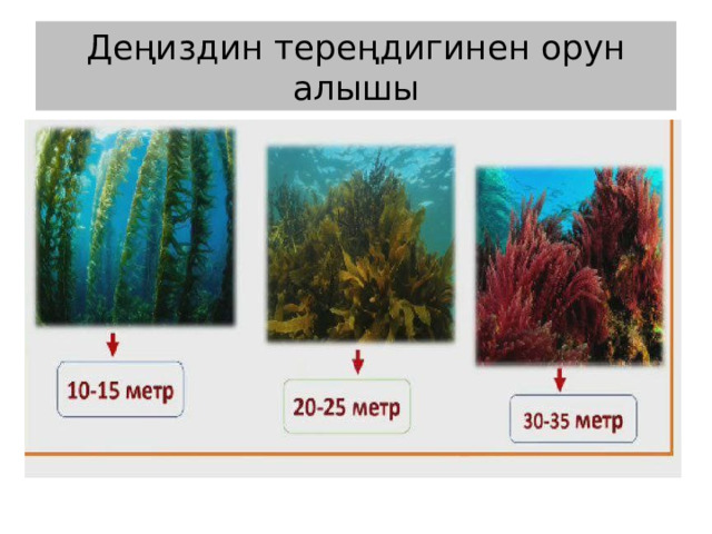 Деңиздин тереңдигинен орун алышы 