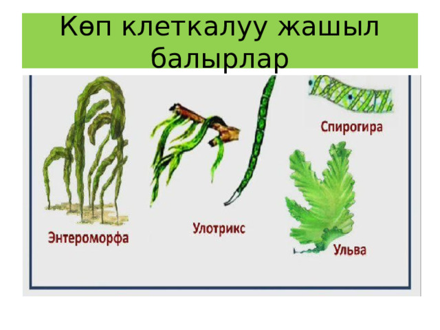 Көп клеткалуу жашыл балырлар 