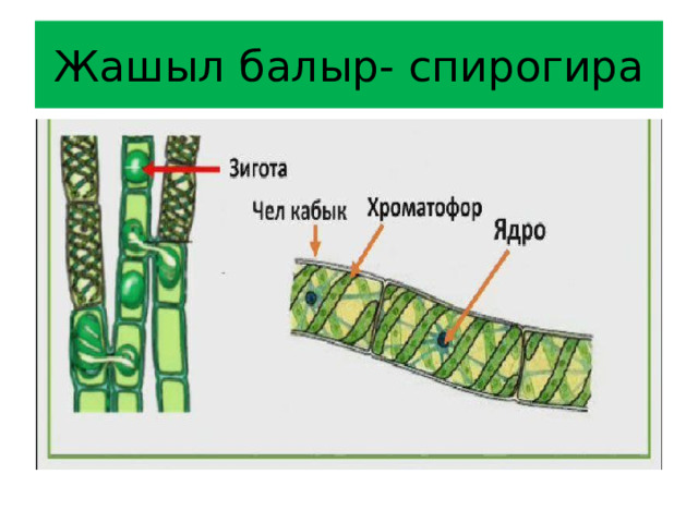 Жашыл балыр- спирогира 