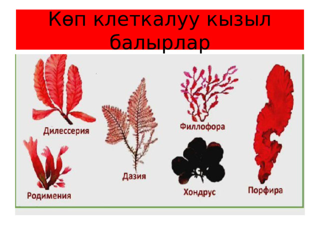 Көп клеткалуу кызыл балырлар 