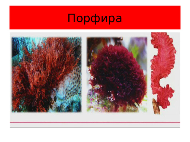 Порфира 