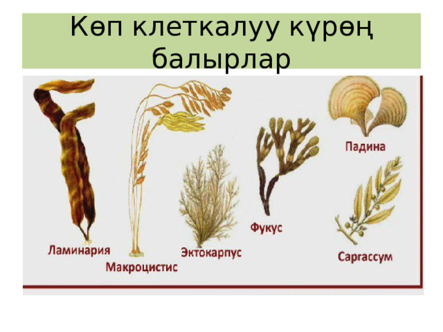 Көп клеткалуу күрөң балырлар 