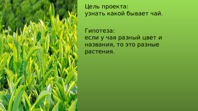 Цель проекта: узнать какой бывает чай. Гипотеза: если у чая разный цвет и названия, то это разные растения. 