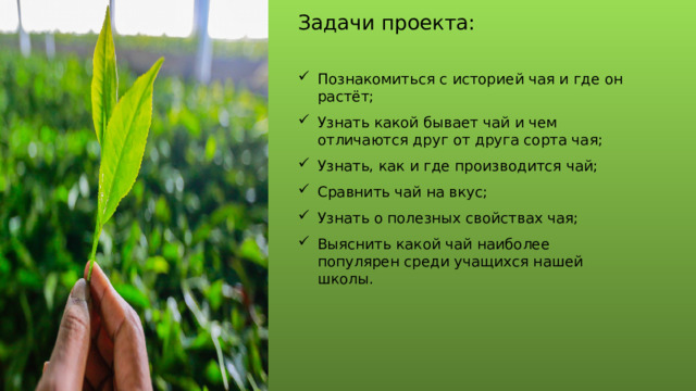 Задачи проекта: Познакомиться с историей чая и где он растёт; Узнать какой бывает чай и чем отличаются друг от друга сорта чая; Узнать, как и где производится чай; Сравнить чай на вкус; Узнать о полезных свойствах чая; Выяснить какой чай наиболее популярен среди учащихся нашей школы. 