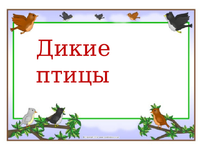 Дикие птицы 