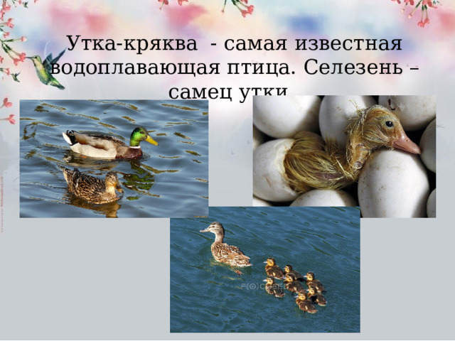 Утка-кряква - самая известная водоплавающая птица. Селезень – самец утки. 