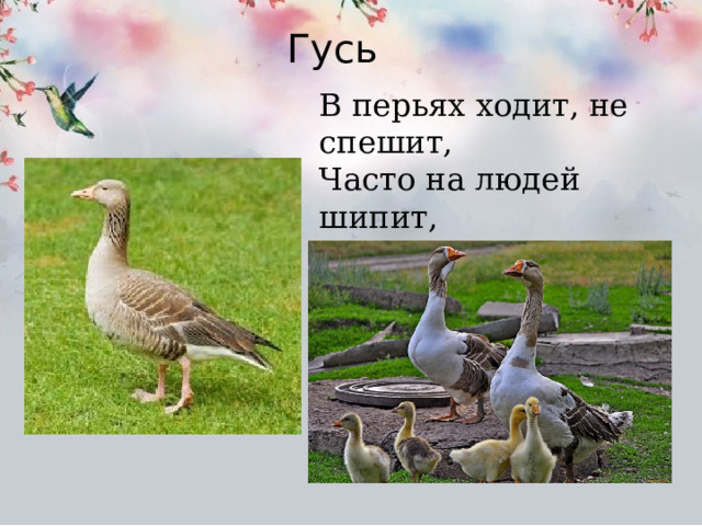 Гусь В перьях ходит, не спешит, Часто на людей шипит, Я чуть-чуть его боюсь, Угадали? Это ……. 