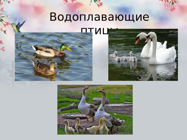 Водоплавающие птицы 