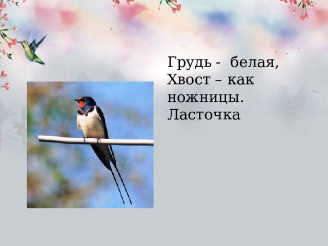 Грудь - белая, Хвост – как ножницы. Ласточка 