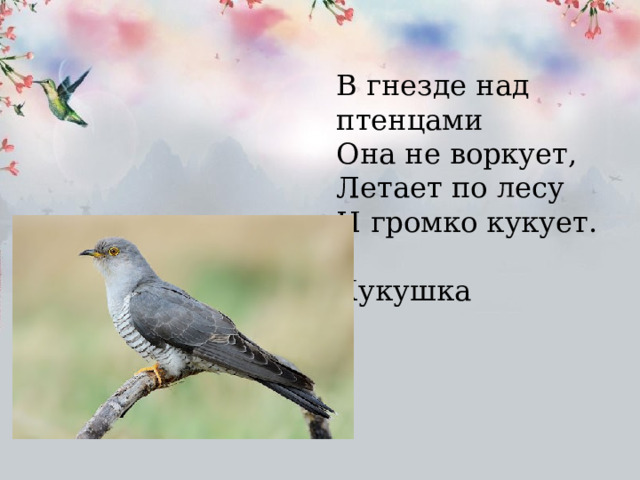 В гнезде над птенцами Она не воркует, Летает по лесу И громко кукует.  Кукушка 