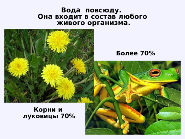 Вода повсюду. Она входит в состав любого  живого организма. Более  70%  Корни и луковицы 70% 
