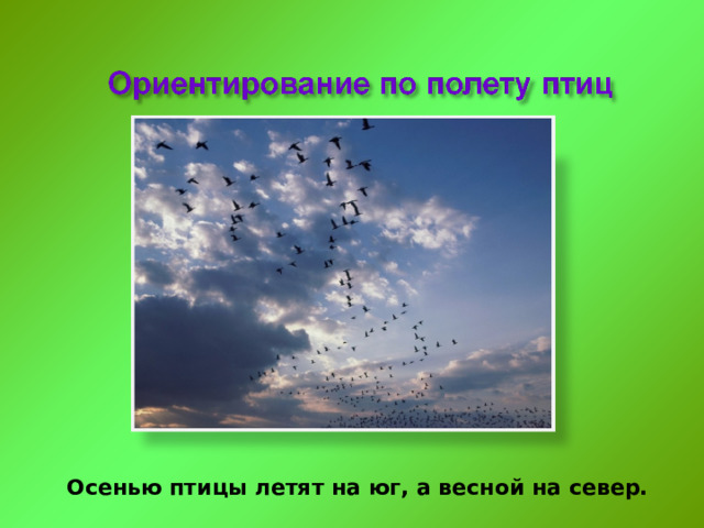 Осенью птицы летят на юг, а весной на север. 