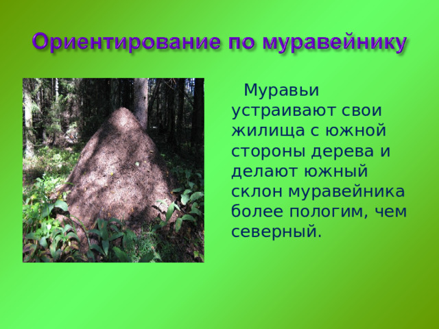 Муравьи устраивают свои жилища с южной стороны дерева и делают южный склон муравейника более пологим, чем северный. 